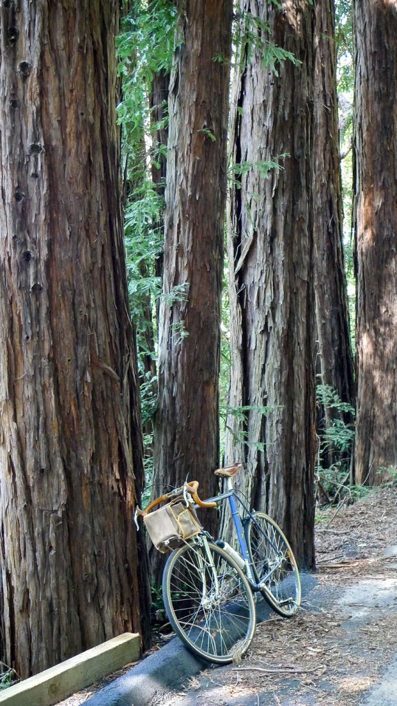 redwoods-5-153